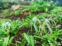 Hymenocallis harrisiana, photograph author not stated, no rights reserved