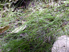 Isolepis reticularis