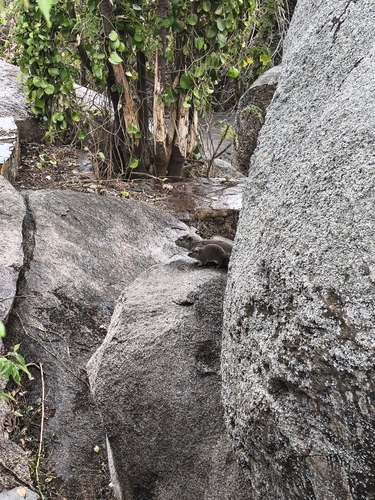 Rock Hyrax