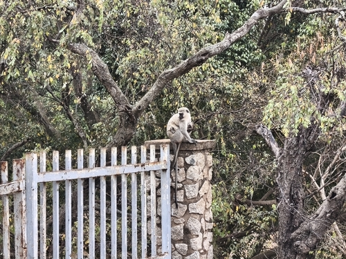 Vervet Monkey