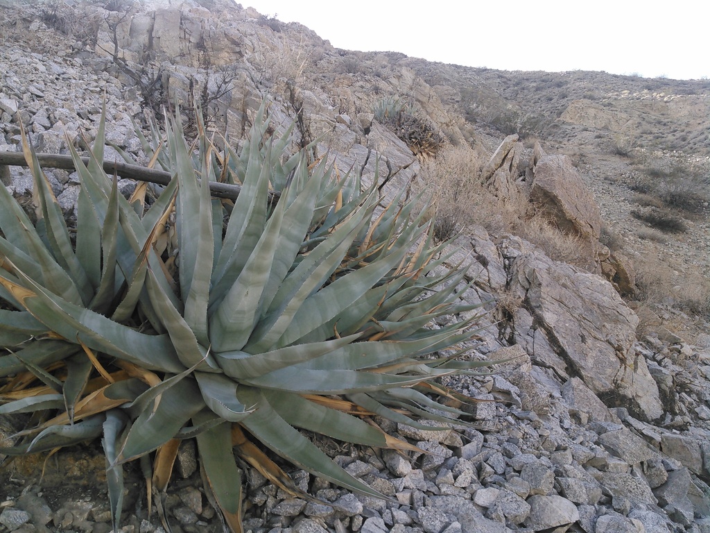 desert agave