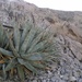 Desert Agave - Photo (c) Stephen Hodges, some rights reserved (CC BY-NC), uploaded by Stephen Hodges