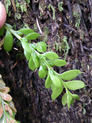 Tmesipteris lanceolata