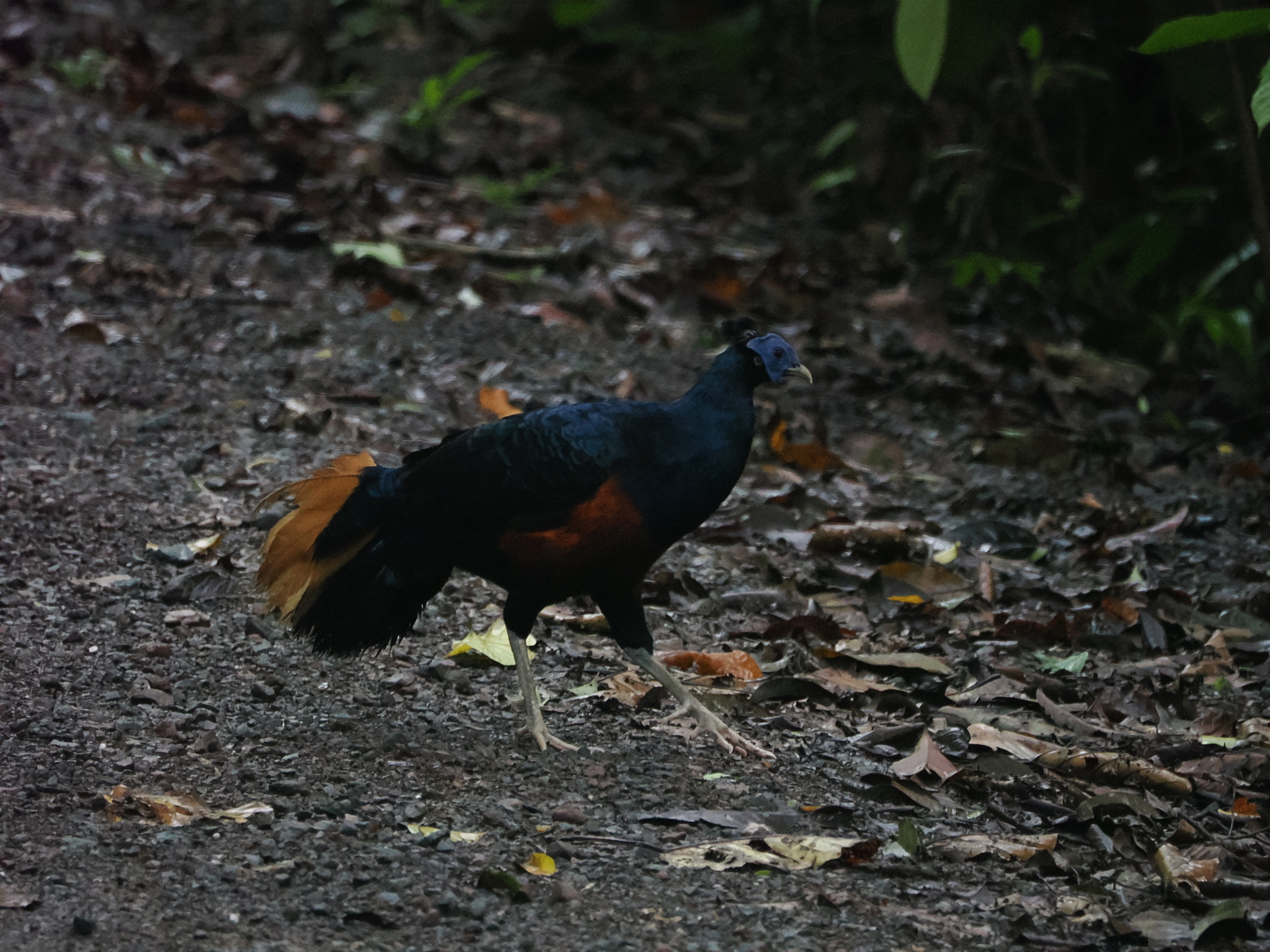 Bornean Crested Fireback (Lophura ignita), photo 8