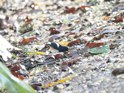 White-crowned Forktail (Enicurus leschenaulti), photo 8
