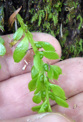 Tmesipteris lanceolata