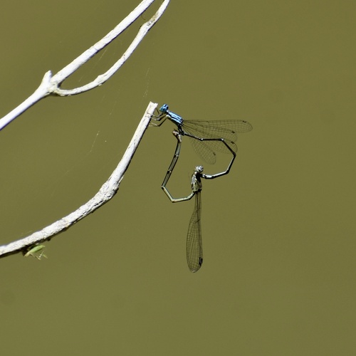 Maria's Threadtail