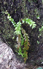 Tmesipteris lanceolata