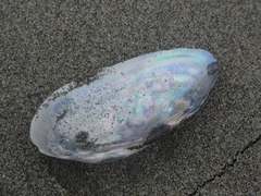 Unio elongatulus