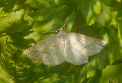 Petrophora subaequaria