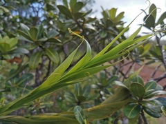 Flagellaria