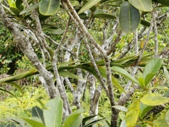 Flagellaria