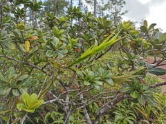 Flagellaria
