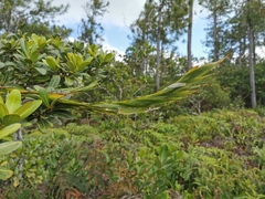 Flagellaria