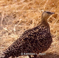 Pterocles gutturalis