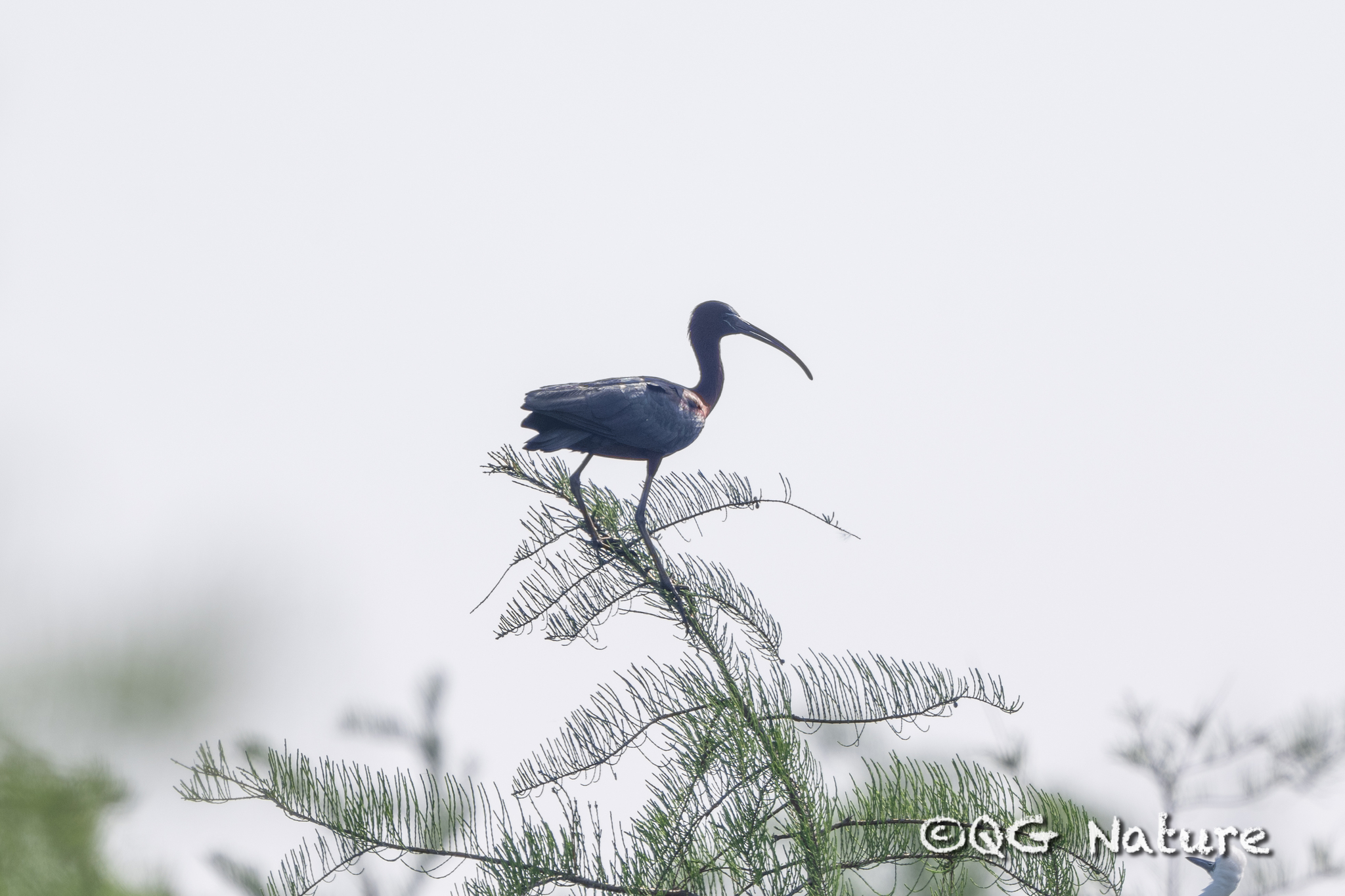 Glossy Ibis
