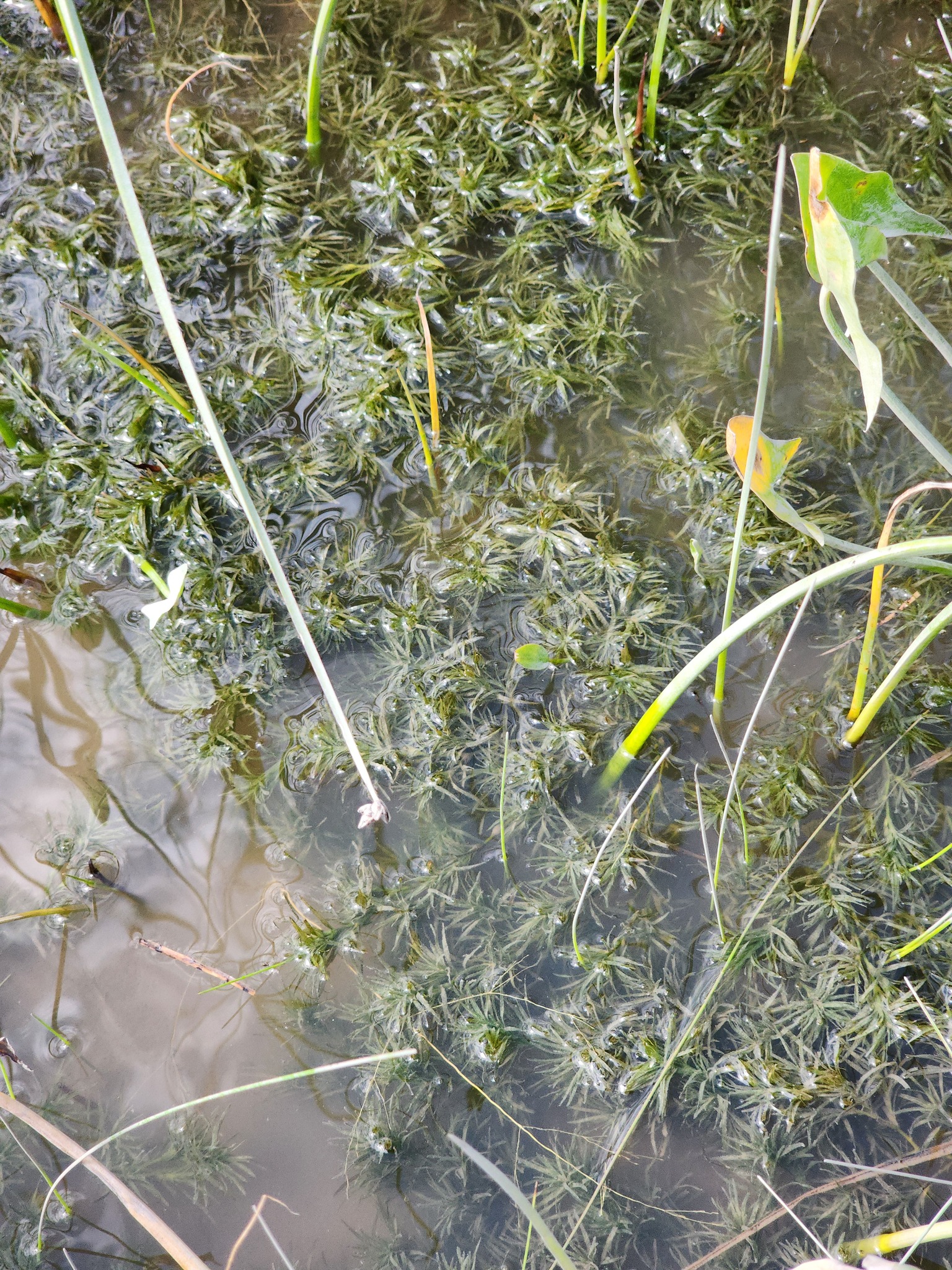 Canadian Water-Nymph (Najas canadensis)