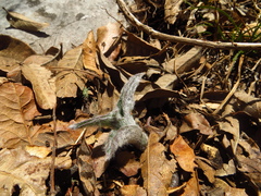 Tradescantia sillamontana