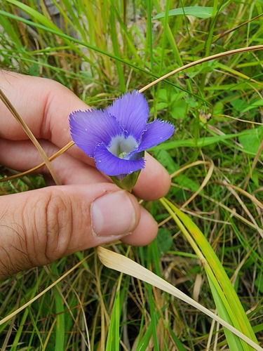 Victorin's Gentian (Gentianopsis victorinii)