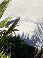 Iguana iguana