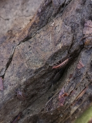 Philoscia affinis