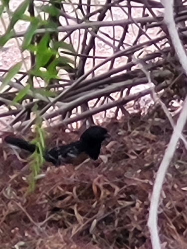iNaturalist observation photo of Spotted Towhee