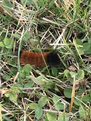 Pyrrharctia isabella