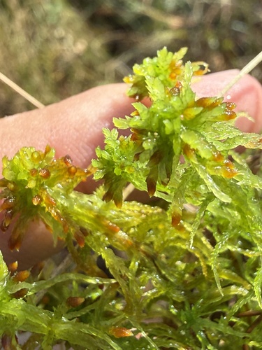 Orange Peatmoss (Sphagnum subsecundum)