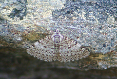 Entephria bradorata