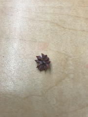 Cynips douglasii