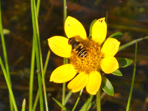 Unknown species found near Wisconsin, US