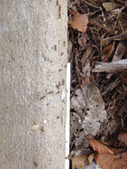 Linepithema humile