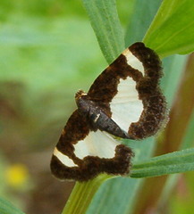 Heliomata cycladata