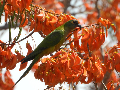 Peach-fronted Parakeet