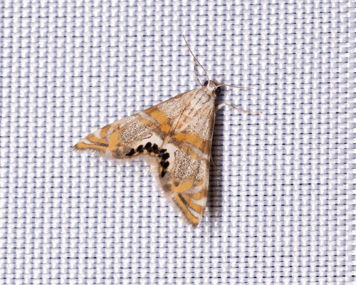Capps' Petrophila