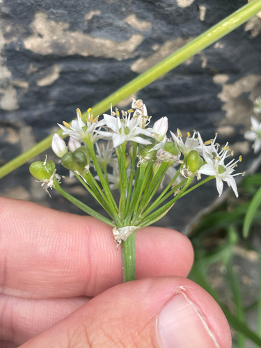 Allium tuberosum