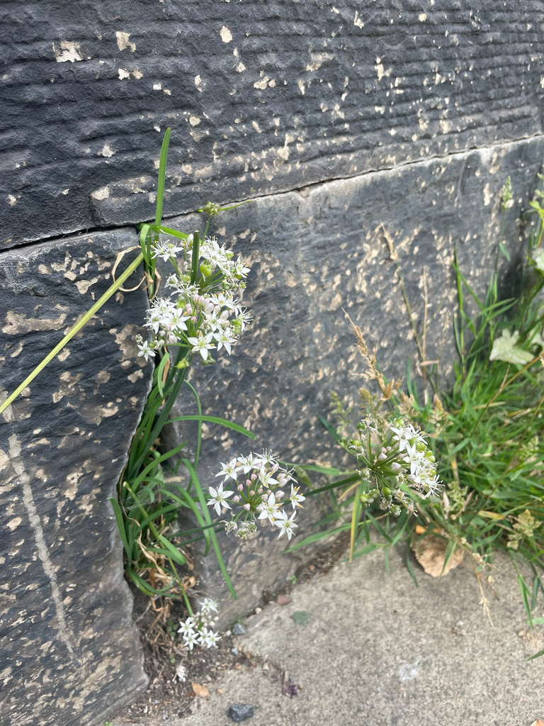 Allium tuberosum, Bellevue, Edinburgh, Scotland, GB
