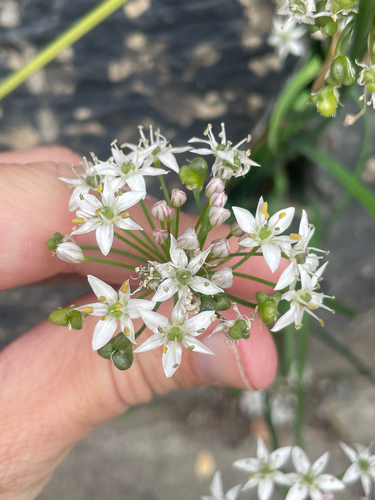Allium tuberosum