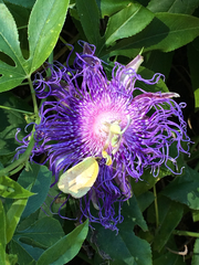 Passiflora