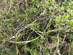 Flagellaria