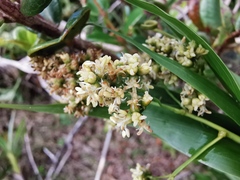 Flagellaria
