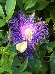 Passiflora