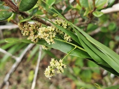 Flagellaria