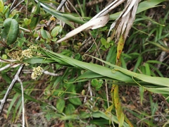 Flagellaria