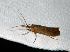 Nemotaulius hostilis