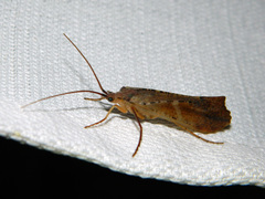 Nemotaulius hostilis