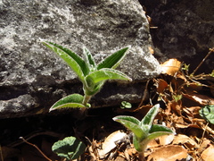 Tradescantia sillamontana
