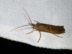 Nemotaulius hostilis