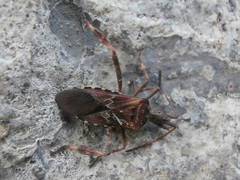 Leptoglossus occidentalis