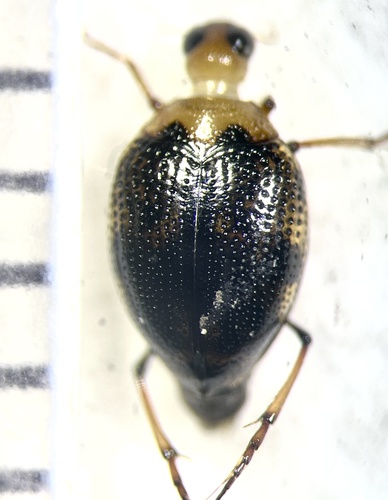Peltodytes floridensis